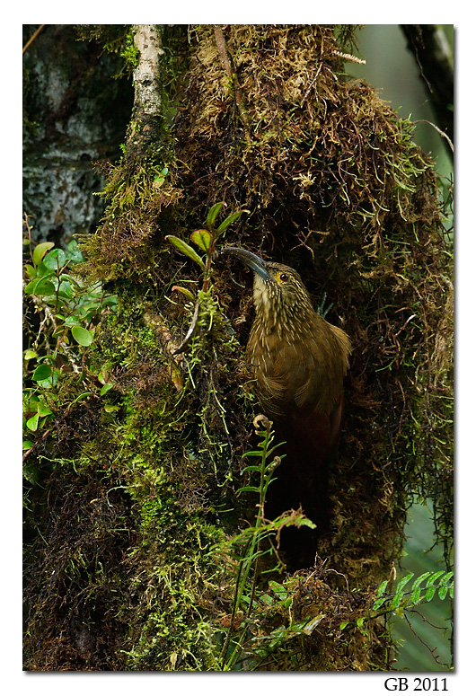 STRONG-BILLED WOODCREEPER